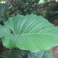 <i>Philodendron giganteum</i>  Schott